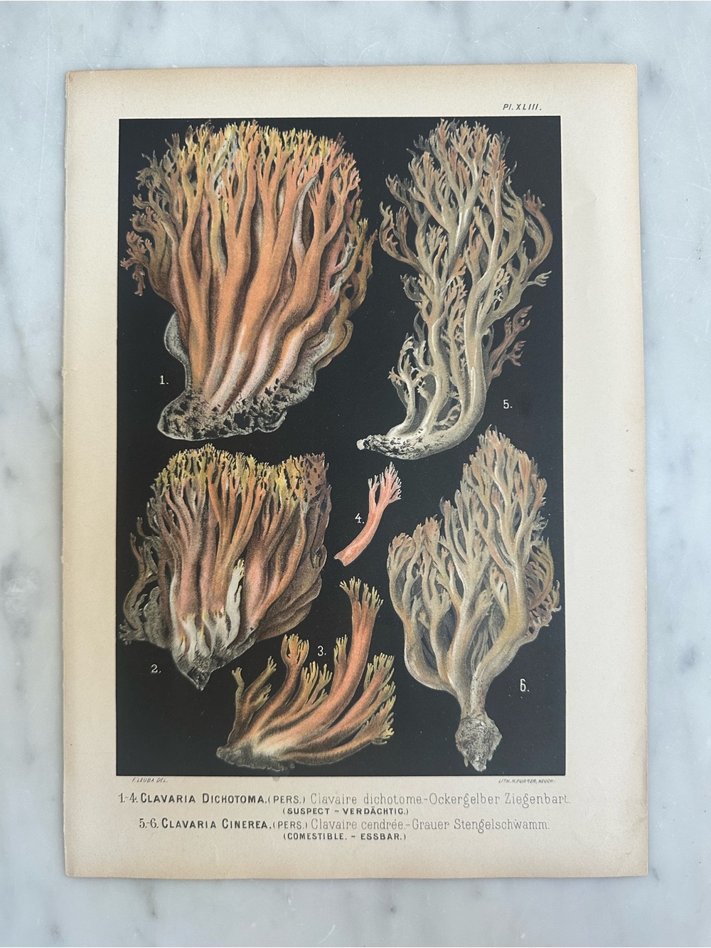 1890 Fritz Leuba Mushroom Chromolithograph Plate
